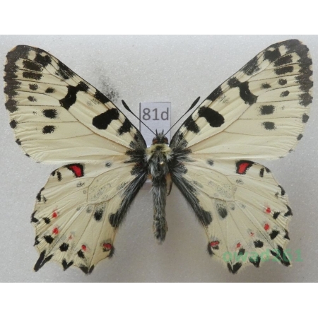 Allancastria cerisyi huberi Sala & Bollino, 1994 male Greece81d